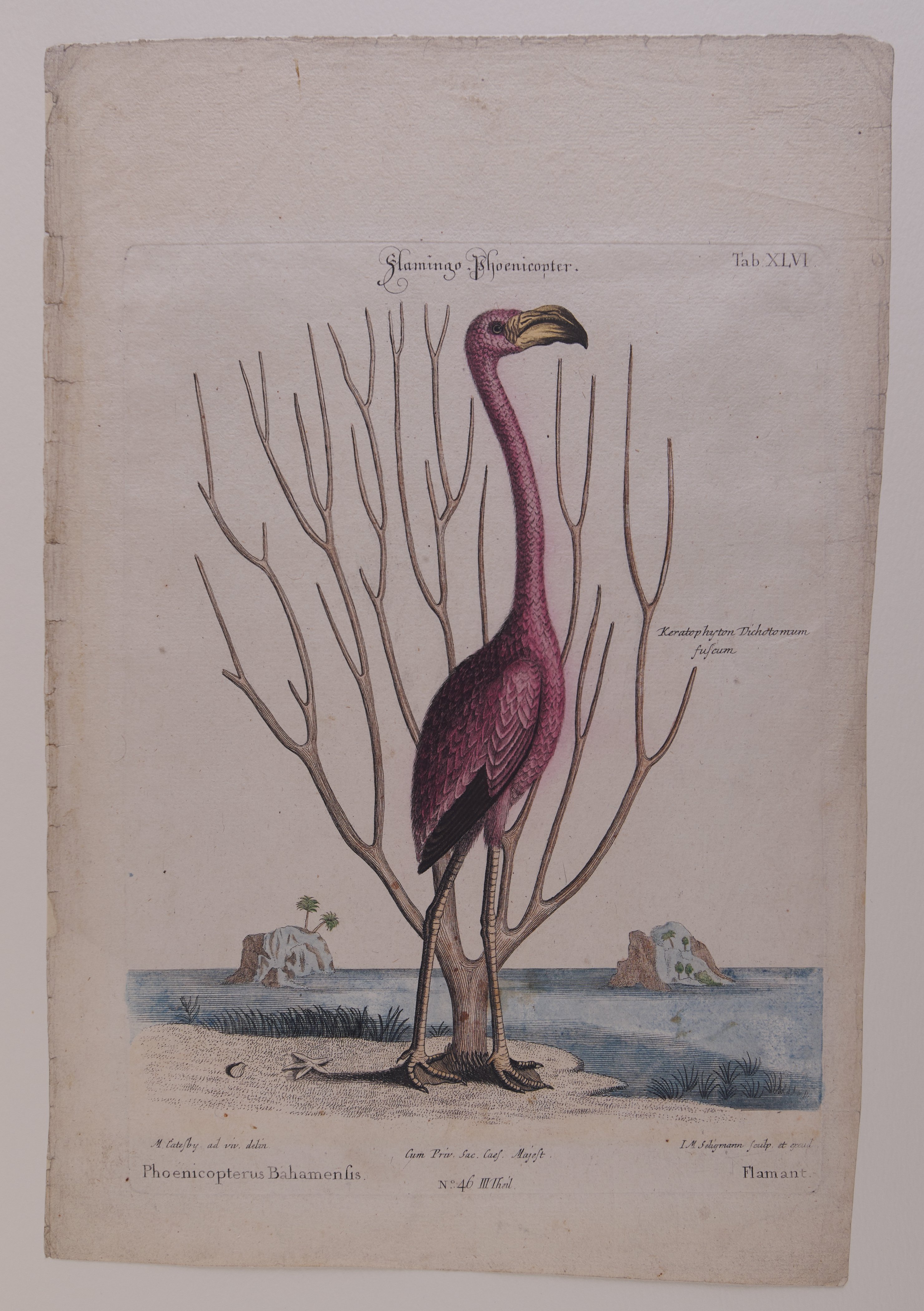 Johann Michael Seligmann, Flamingo Phoenicopter, Nachstich aus dem Werk „The Natural History of Carolina, Florida and the Bahama Islands“