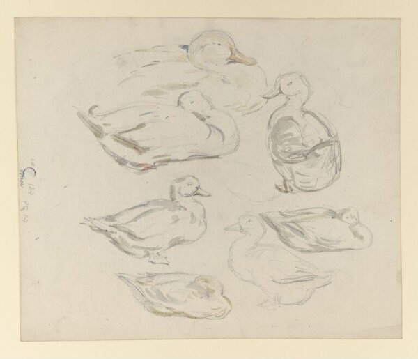 Potter, Beatrix, drawing