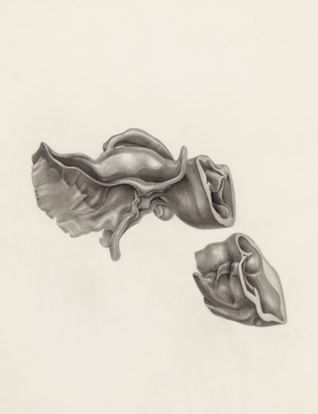 H.G Wetselaar, Cardiovascular system