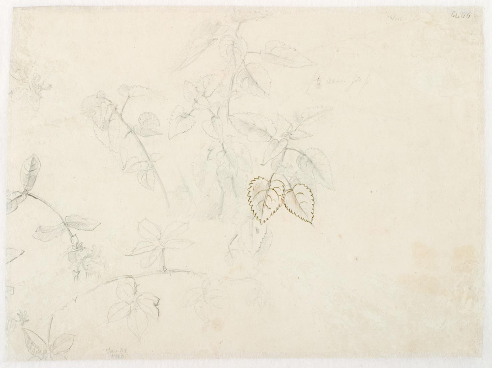 Dankvart Dreyer, Bladstudier