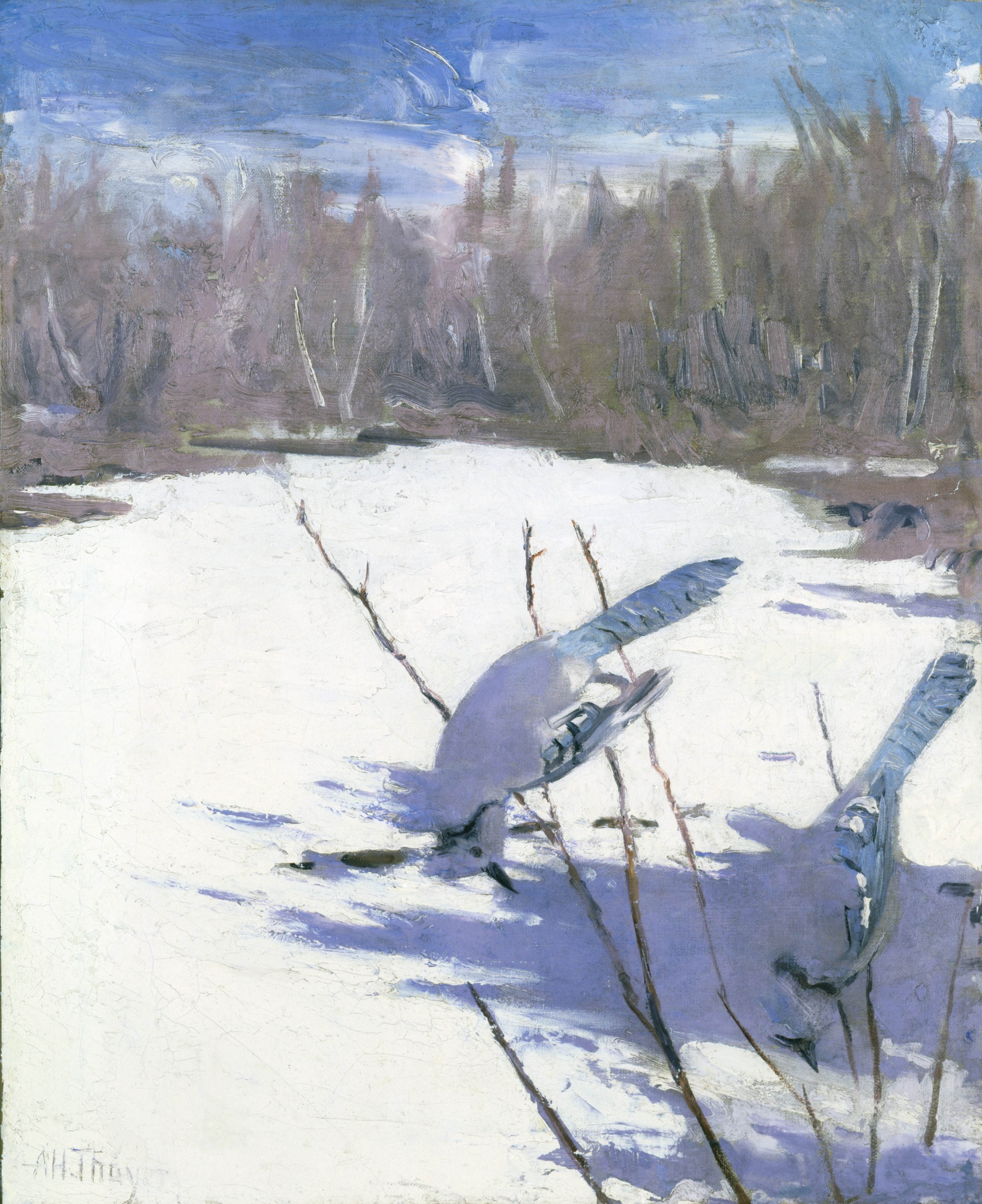 Abbott Handerson Thayer, Blue Jays in Winter, study for book Concealing Coloration in the Animal Kingdom