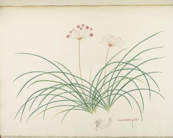 unknown, Flowers and Fruits