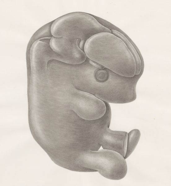 H.G Wetselaar, Embryonic tissue