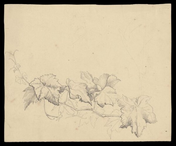 Potter, Beatrix, drawing