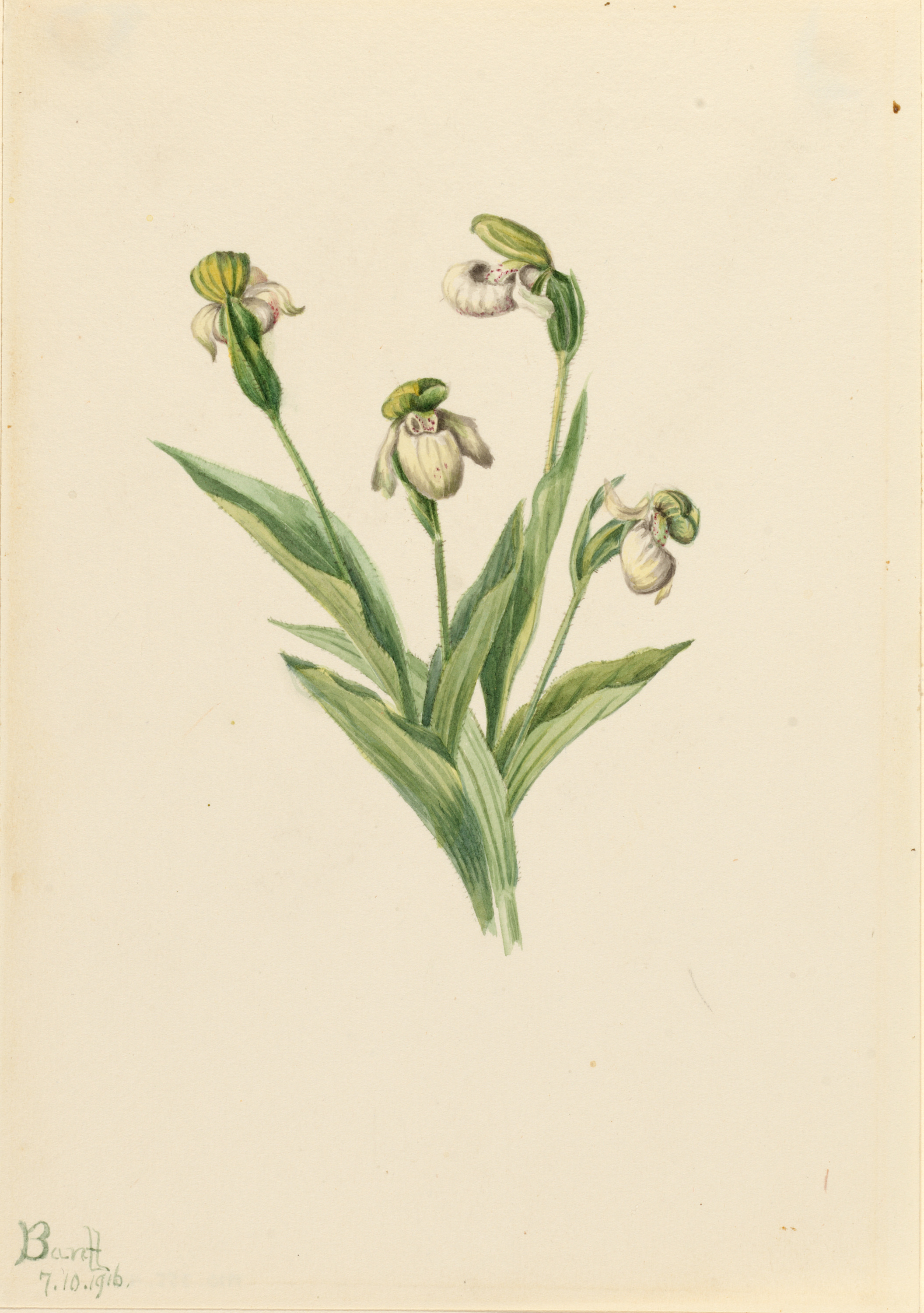 Mary Vaux Walcott, Northern Lady's Slipper (Cypripedium passerinum)