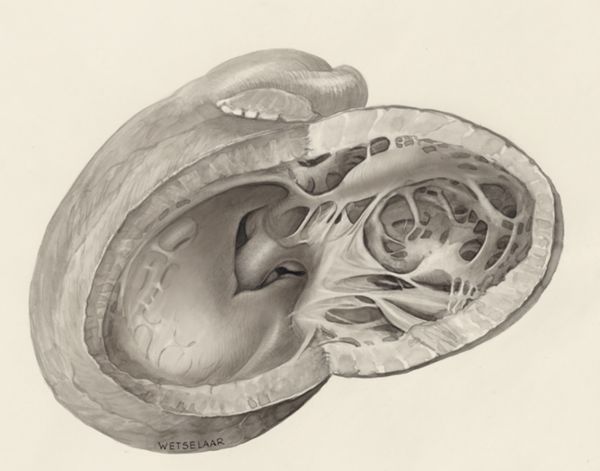 H.G Wetselaar, Heart
