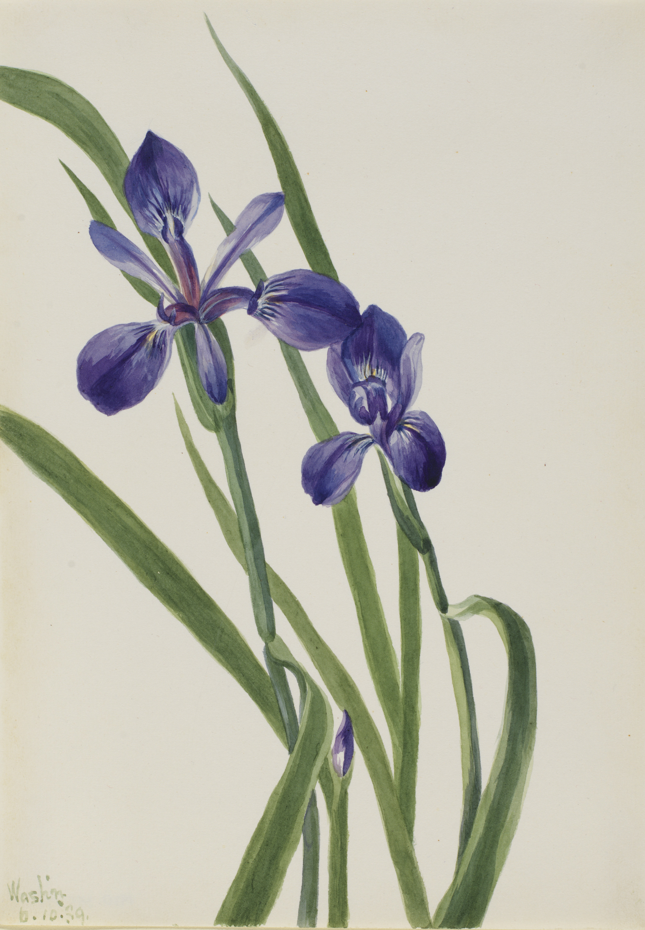 Mary Vaux Walcott, Iris (Iris species)