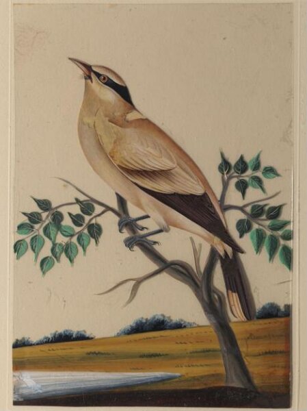 Unknown, One of nine drawings of birds.