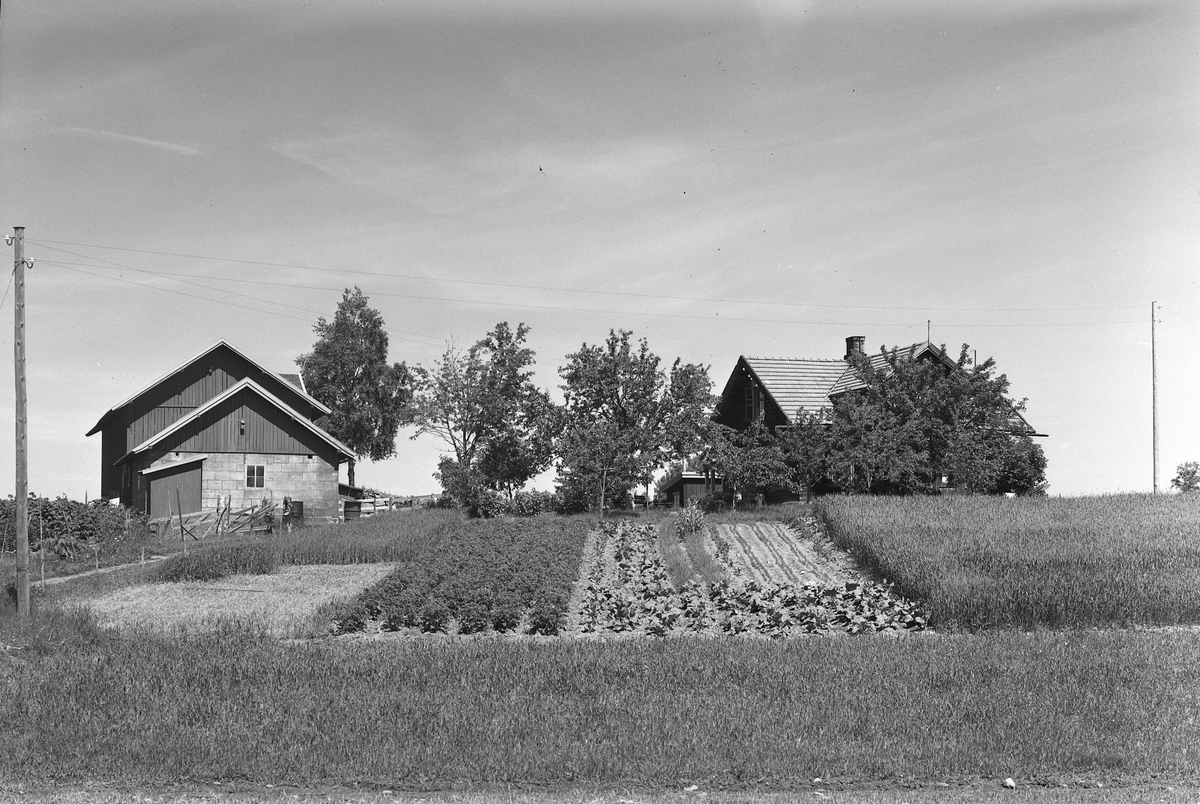Anno Domkirkeodden, EKSTR: GARDSTUN, LØVSTAD. Se Løtenboka, bind 3. Bygdeboka fra 1955, side 414