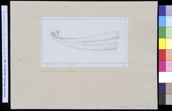 M Houtman, Animals: pig, ribs