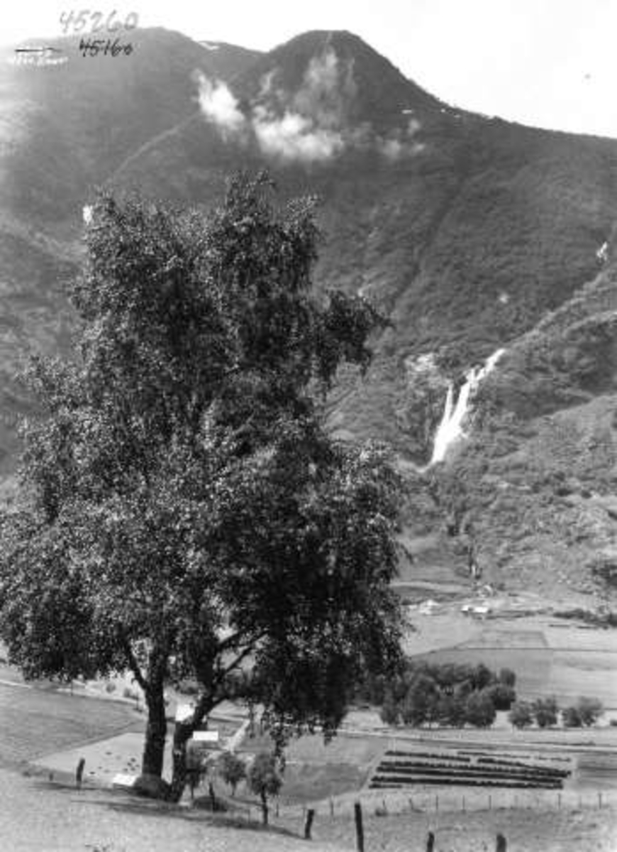 Anders Beer Wilse, -6060