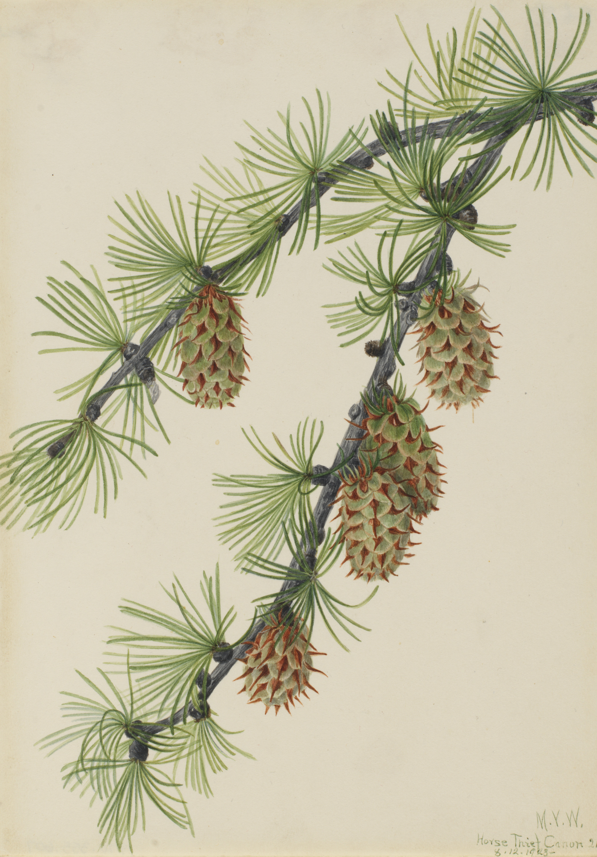 Mary Vaux Walcott, Western Larch (Larix occidentalis)