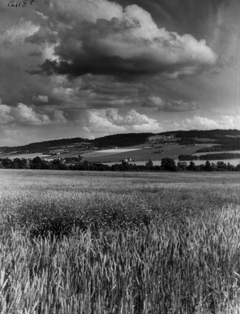 Anders Beer Wilse, Jordbruk Nes