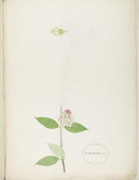 unknown, Flowers and Fruits