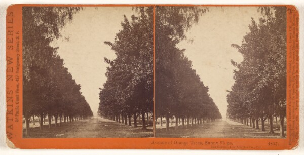 Carleton Watkins, Avenue of Orange Trees, Sunny Slope. San Gabriel, Los Angeles Co., Cal.