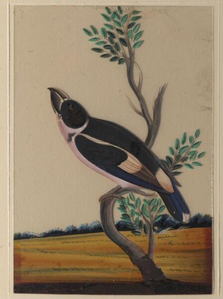 Unknown, A pink-breasted bird