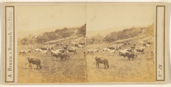 Adolphe Braun, [Pastoral scene with cattle]