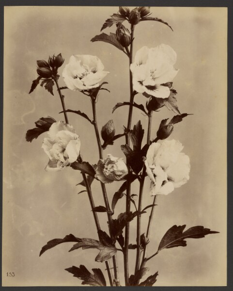 Unknown, [Floral study]