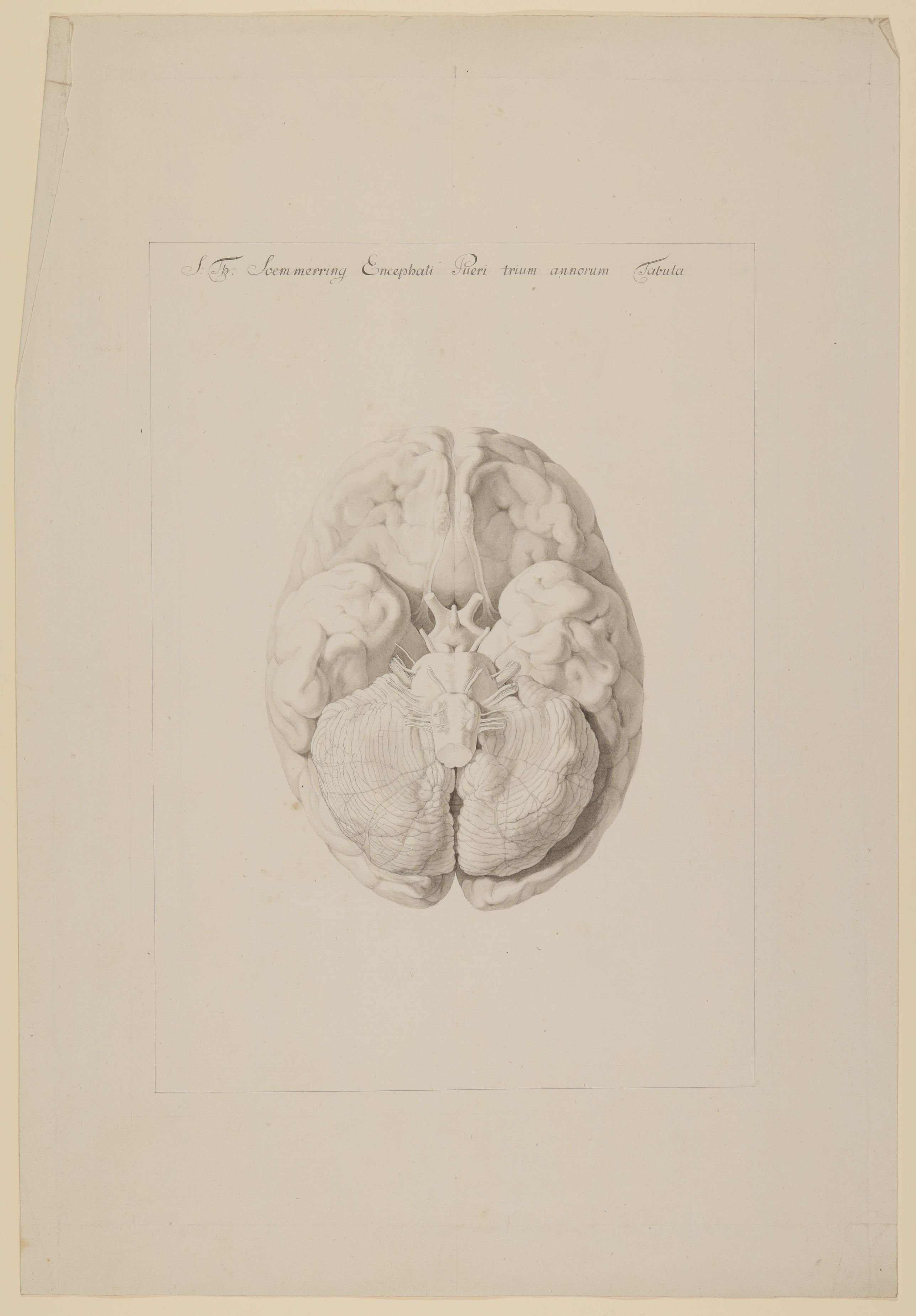 Christian Koeck, Das Gehirn eines dreijährigen Jungen [Vorzeichnung zu Samuel Thomas Soemmerring, Tabula Baseos Encephali, Frankfurt am Main 1799, Taf. 1]