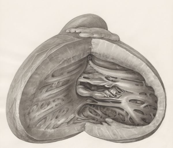 H.G Wetselaar, Heart