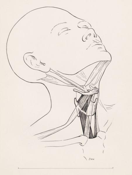J Wetselaar-Whittaker, Muscular tissue of the human neck