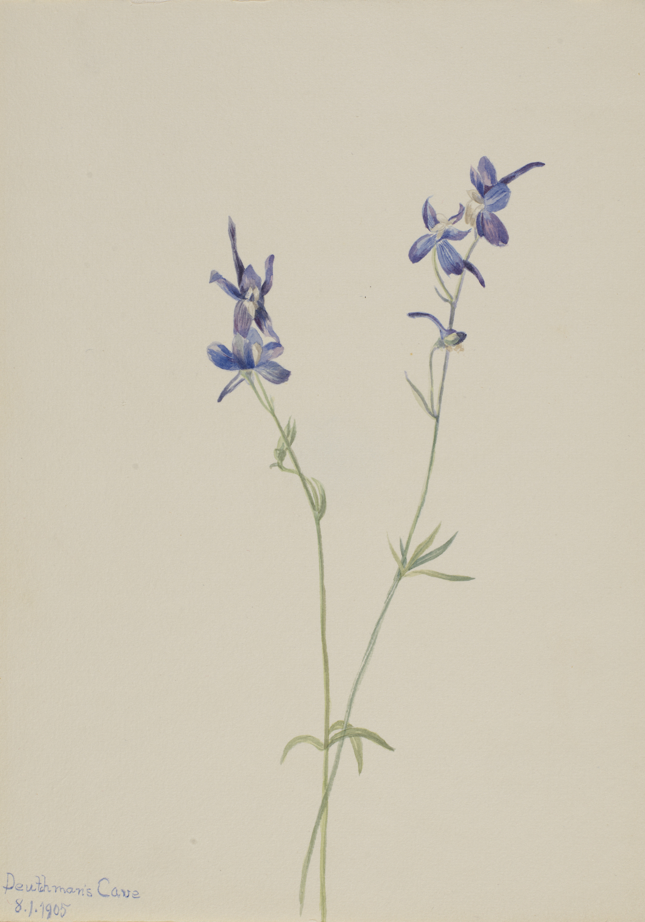 Mary Vaux Walcott, Blue Larkspur (Delphinium nuttallianum)