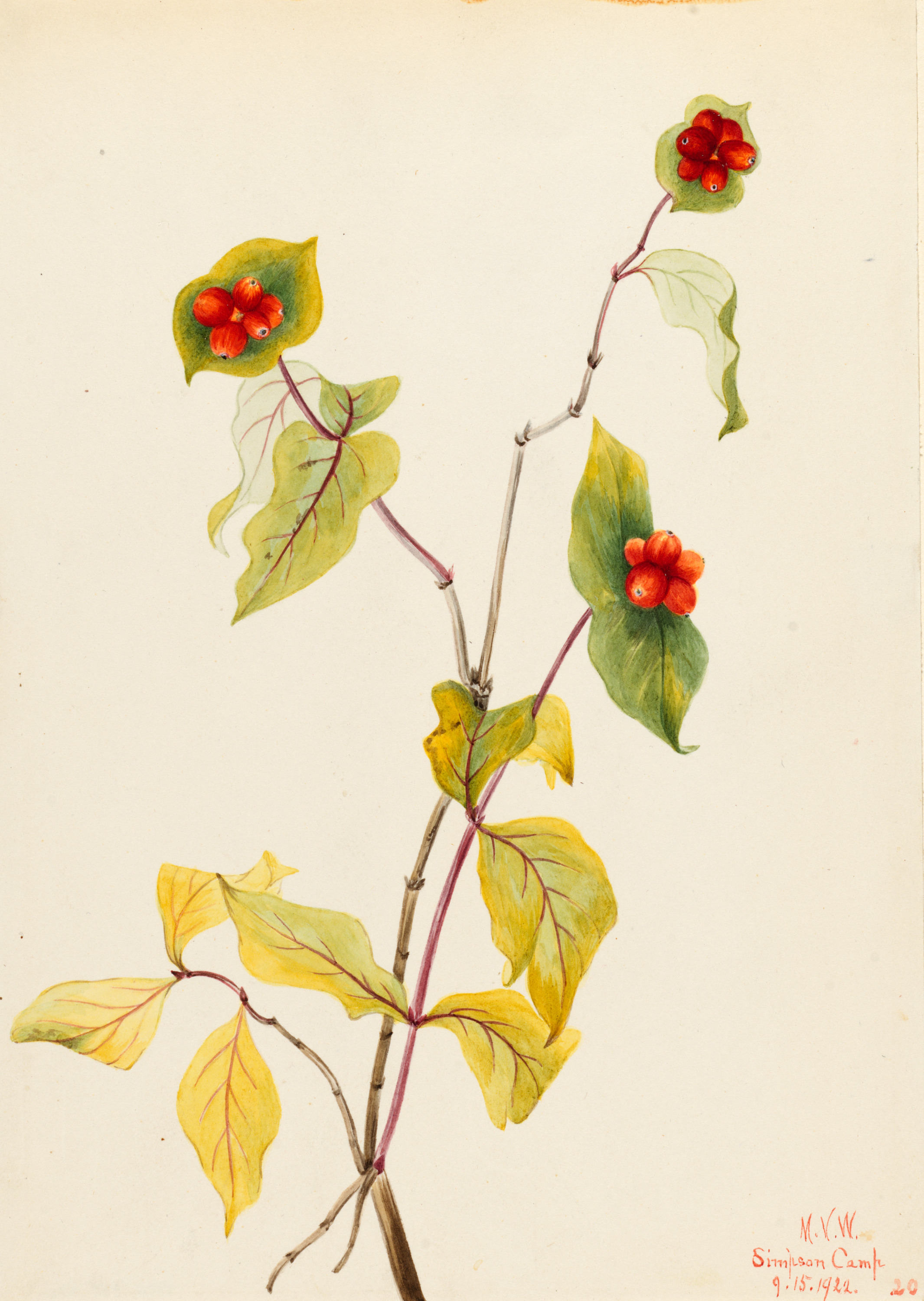 Mary Vaux Walcott, Douglas Honeysuckle (Lonicera glaucescens)