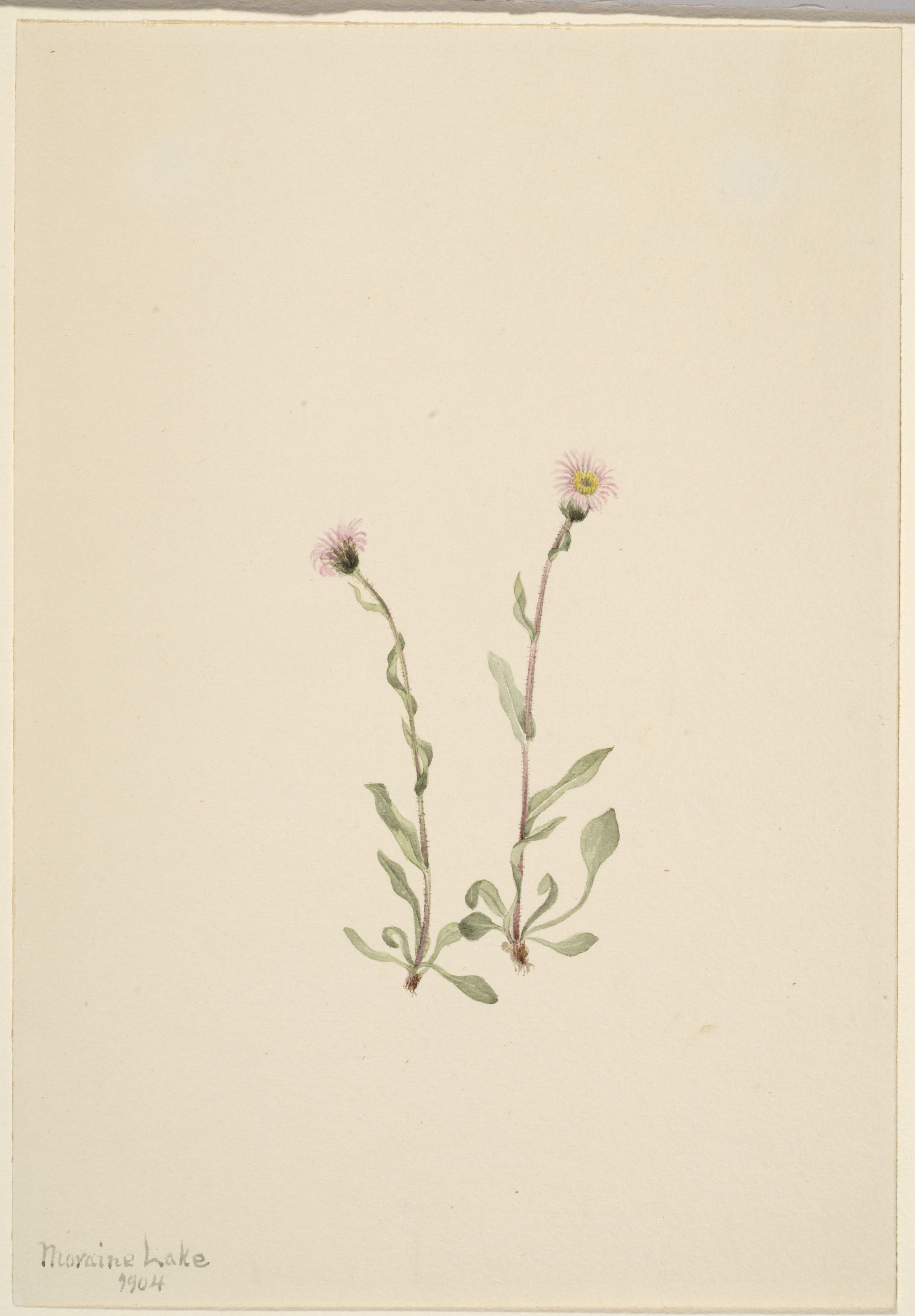 Mary Vaux Walcott, Pink Fleabane (Erigeron jucundus)
