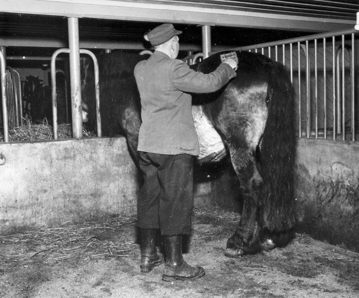 Anno Domkirkeodden, Dyri gard i Løten, Paul Svevad strigler hesten Gjende på stallen på Dyri.