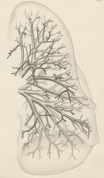 J Tinkelenberg, Bronchi