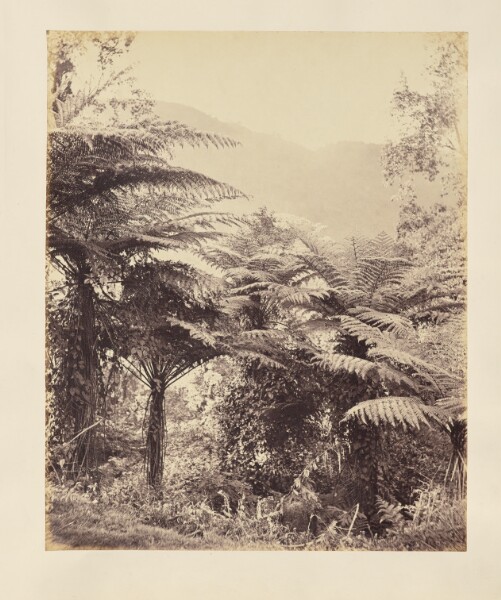 Unknown, [Ferns]