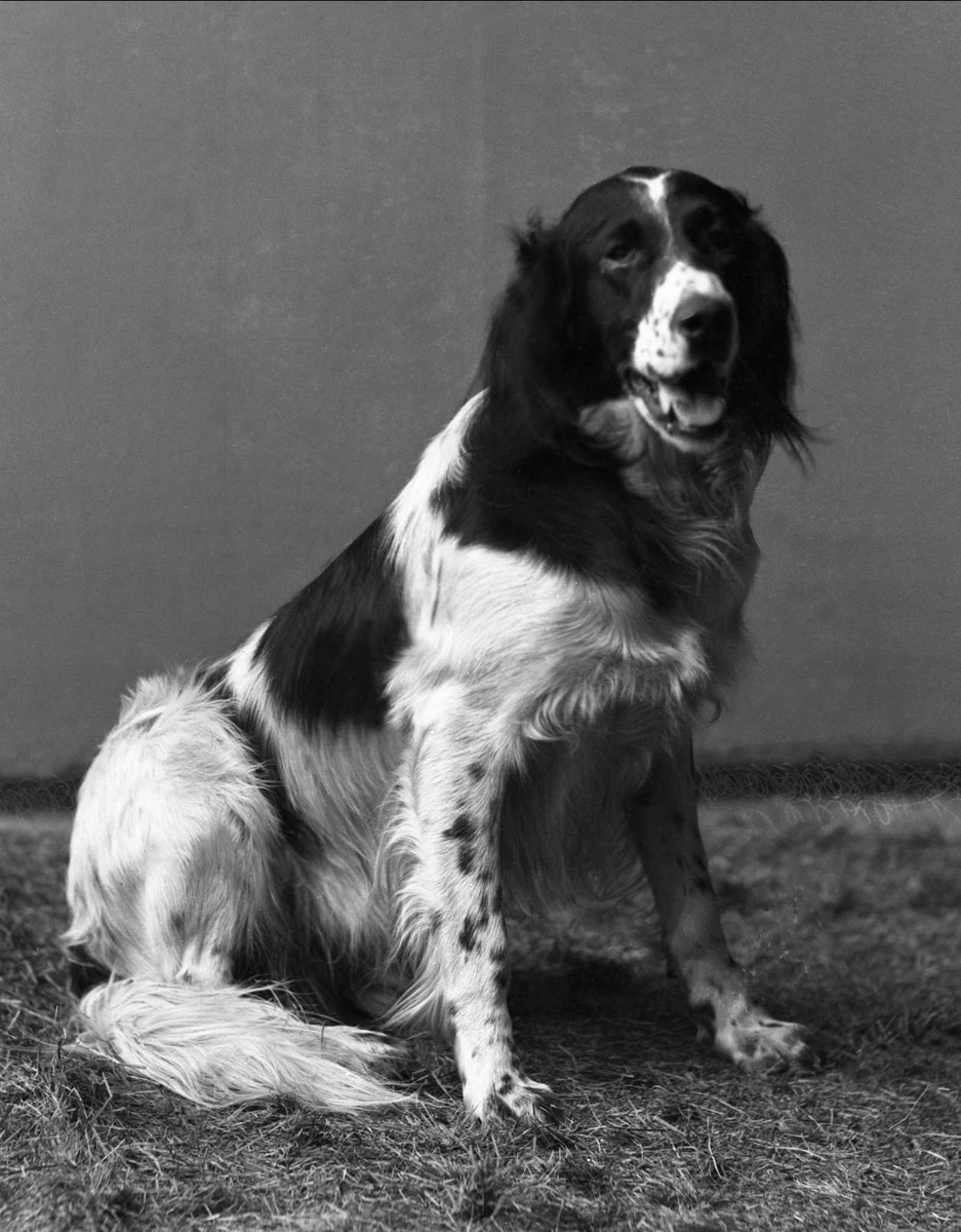 Gustav Borgen, Portrett, sittende hund. Fru Simonsens hund.