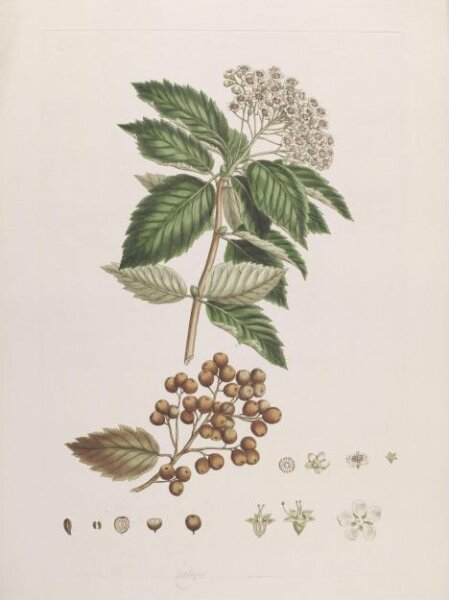 John Miller, Print
