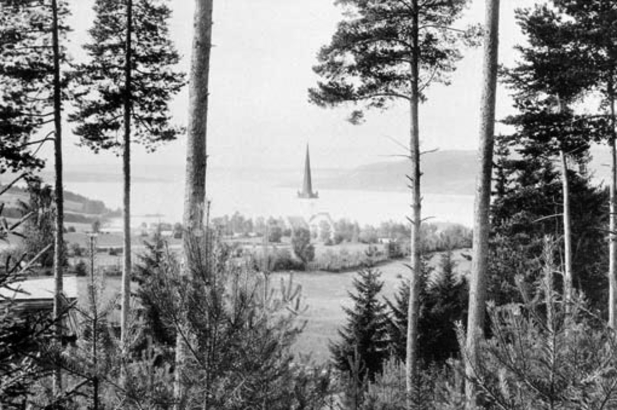 Anno Domkirkeodden, Ringsaker kirke sett fra Apostelhaugen med de tolv fredede furutrær.