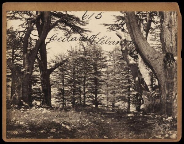 Francis Frith, Cedars of Lebanon