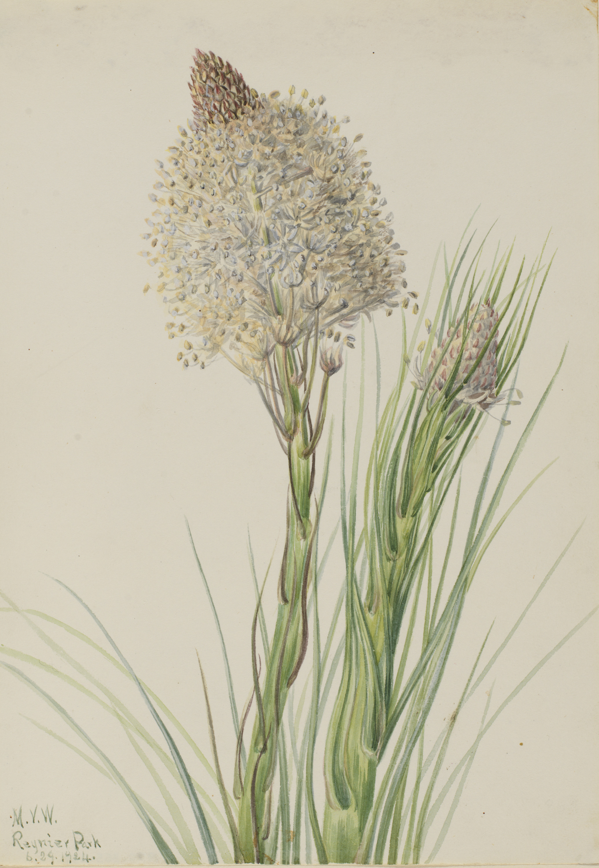 Mary Vaux Walcott, Beargrass (Xerophyllum tenax)