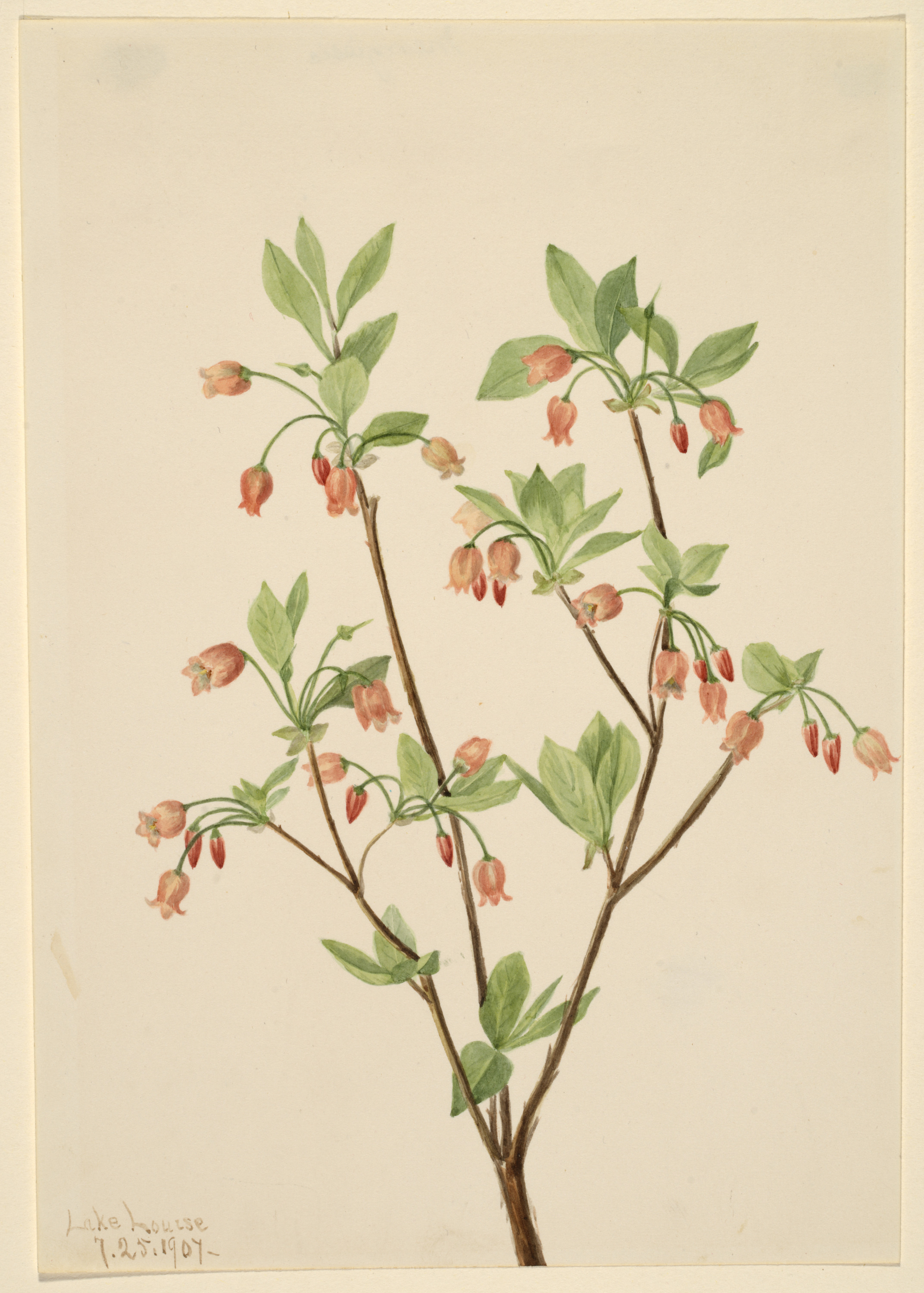 Mary Vaux Walcott, Menziesea (Menziesea glabella)