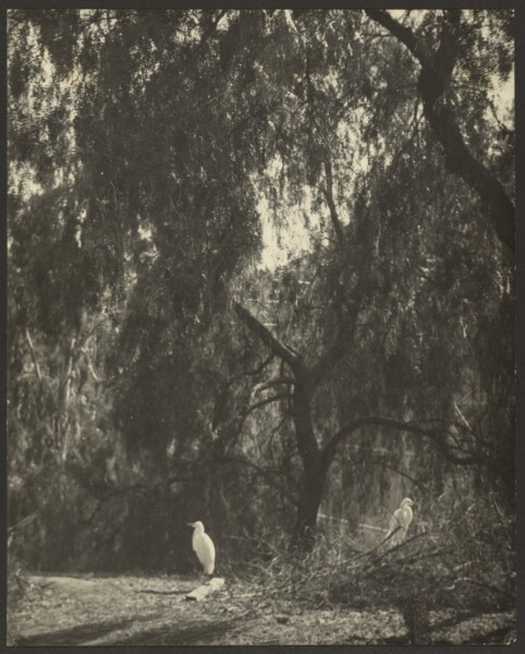 Louis Fleckenstein, [Landscape with Two White Birds]