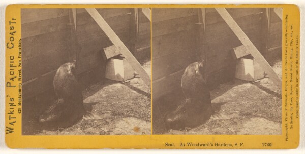Carleton Watkins, Seal At Woodward's Gardens, San Francisco