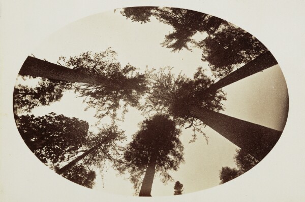 Carleton Watkins, [Among The Tree Tops Calaveras Grove]