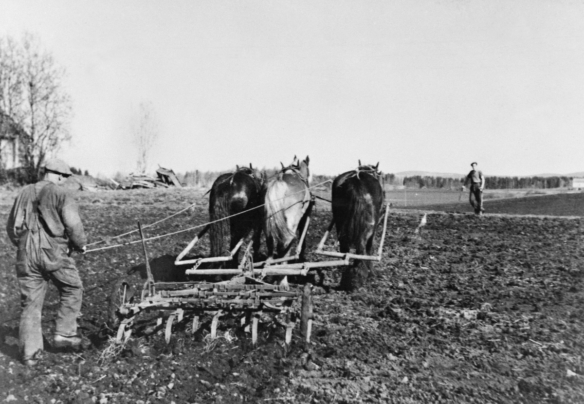 Anno Domkirkeodden, HARVING AV ÅKER, 3 HESTER MED HARV, MANN KJØRER, FARMEN