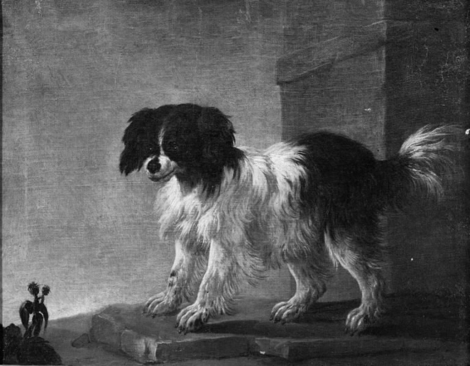 Philipp Peter Roos, Bologneserhund