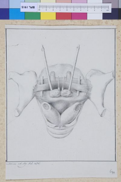 M Houtman, Pubic area, scrotum
