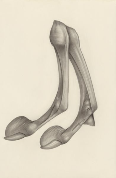 H.G Wetselaar, Muscular tissue of a mammal's finger