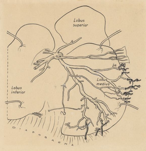 J Tinkelenberg, Schematic representation of the heart and circulatory system