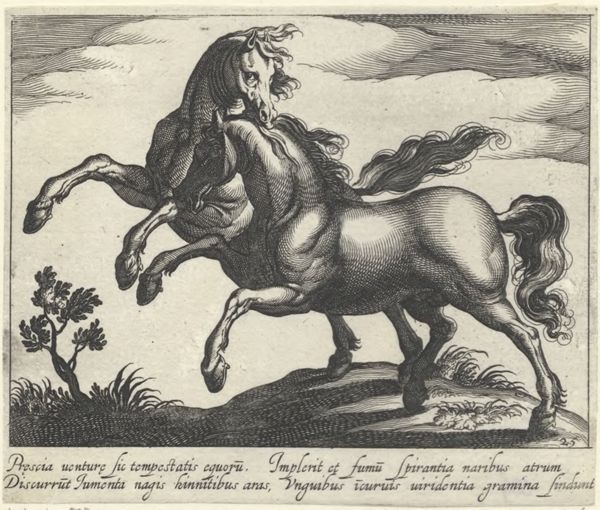 Panderen, Egbert van, (1581-1637?), (printmaker), Horse breeds: Landscape with two prancing horses