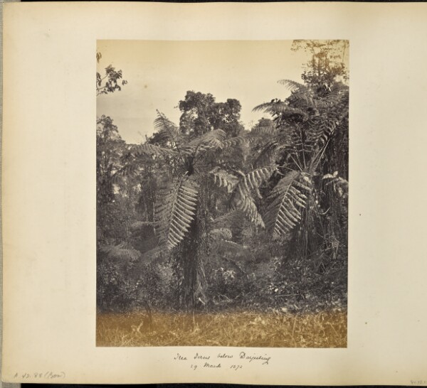 Samuel Bourne, Darjeeling; Another view of the Tree ferns at Lebong, Snowy Range just visible above.