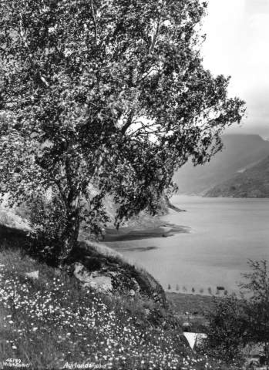 Anders Beer Wilse, -5956
