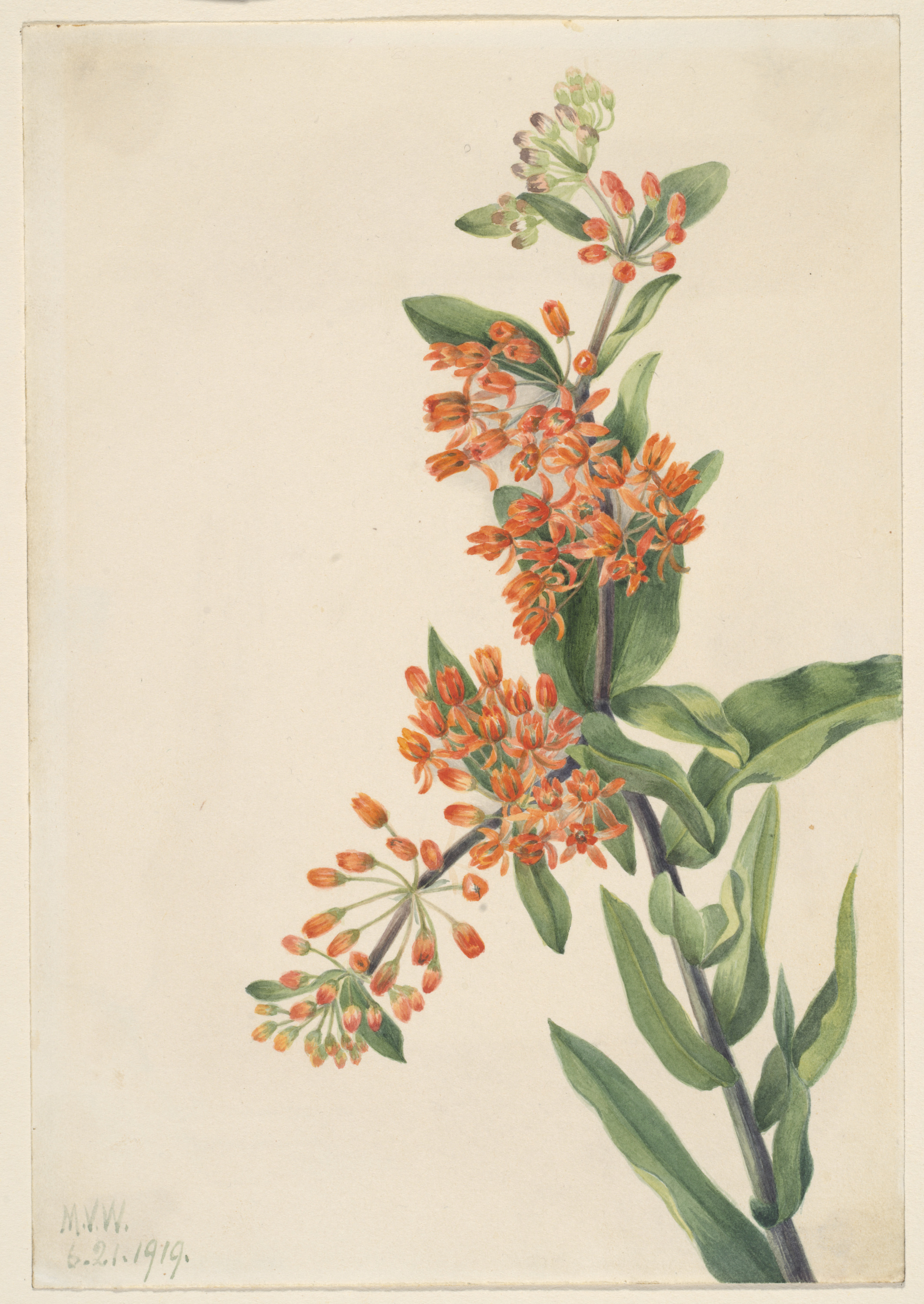 Mary Vaux Walcott, Butterfly Weed (Ascelpias tuberosa)