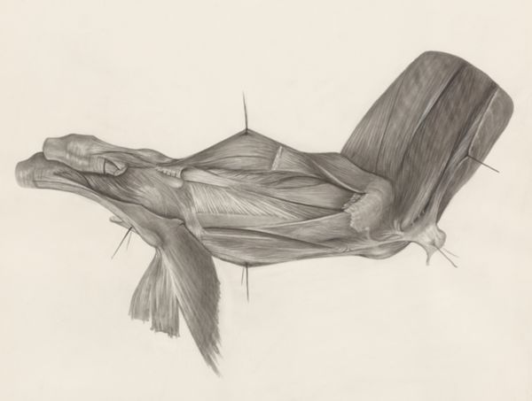 H.G Wetselaar, Muscular tissue of the upper extremities